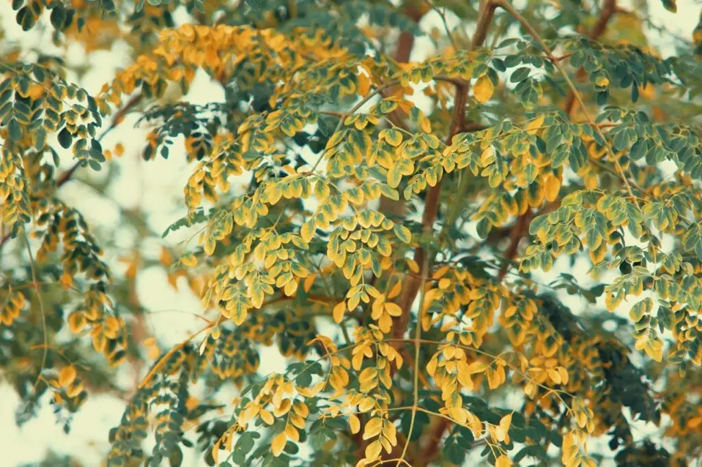 Naturmotiv